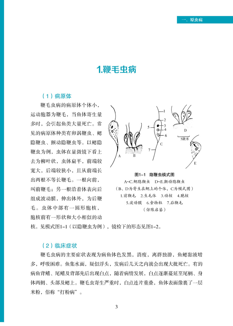 提取页面从寄生虫图谱下厂印刷完整样（正文）_页面_1