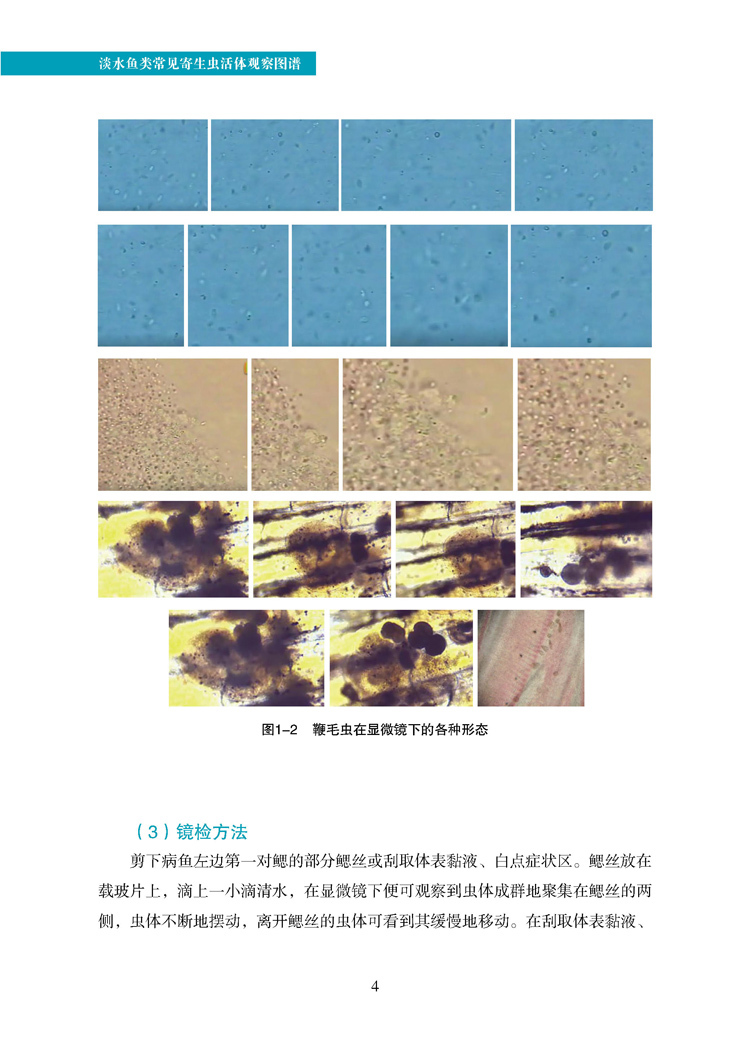 提取页面从寄生虫图谱下厂印刷完整样（正文）_页面_2